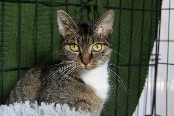 Znaleziono kota, Sosnowiec, 9 grudnia 2025 (1/2)