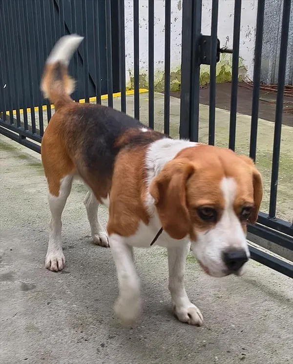 Znaleziono psa, Racibórz, 22 grudnia 2025