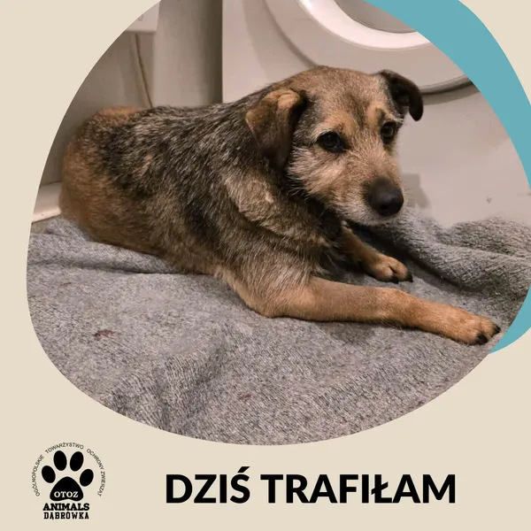 Znaleziono psa, Dąbrówka, 22 grudnia 2025