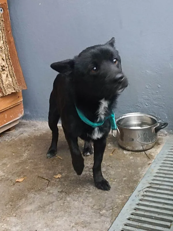 Znaleziono psa, Chojnice, 24 listopada 2025