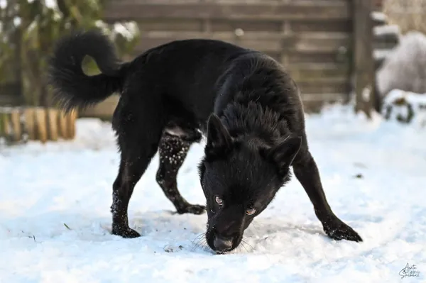 Znaleziono psa, Chojnice, 24 listopada 2025 (3/5)