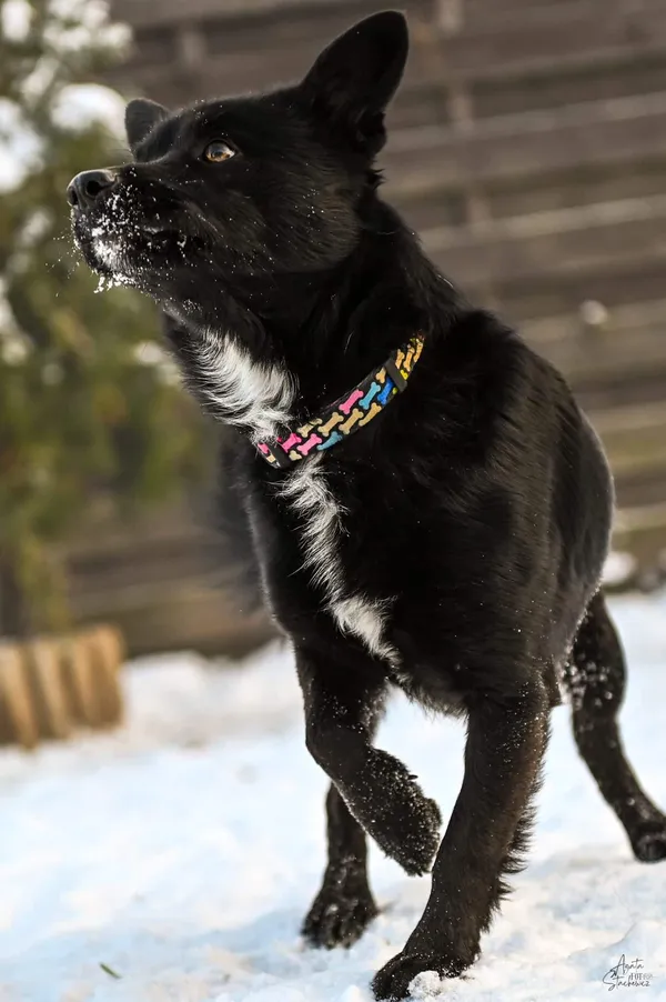 Znaleziono psa, Chojnice, 24 listopada 2025 (5/5)