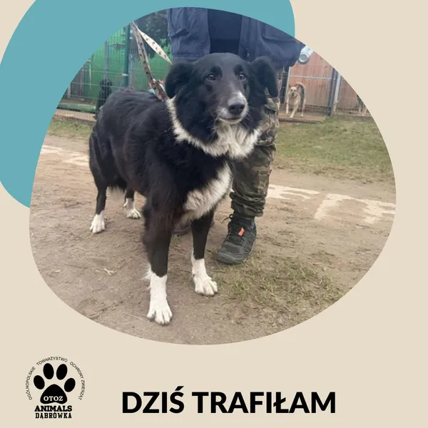 Znaleziono psa, Dąbrówka, 22 grudnia 2025