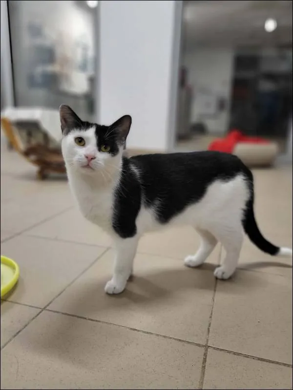 Znaleziono kota, Grudziądz, 1 października 2025