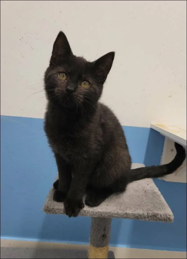 Znaleziono kota, Grudziądz, 15 października 2025