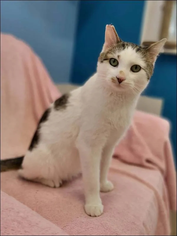 Znaleziono kota, Grudziądz, 6 listopada 2025