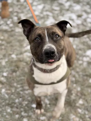 Pies do adopcji, Kraków, 9 grudnia 2025 (3/5)