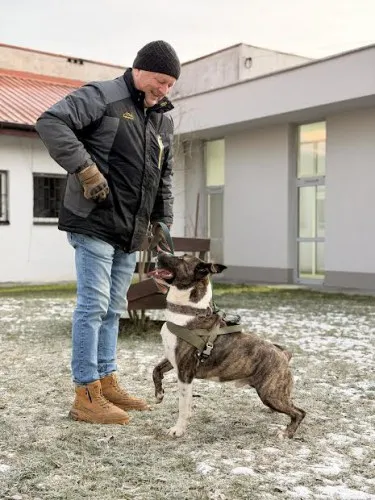 Pies do adopcji, Kraków, 9 grudnia 2025 (4/5)