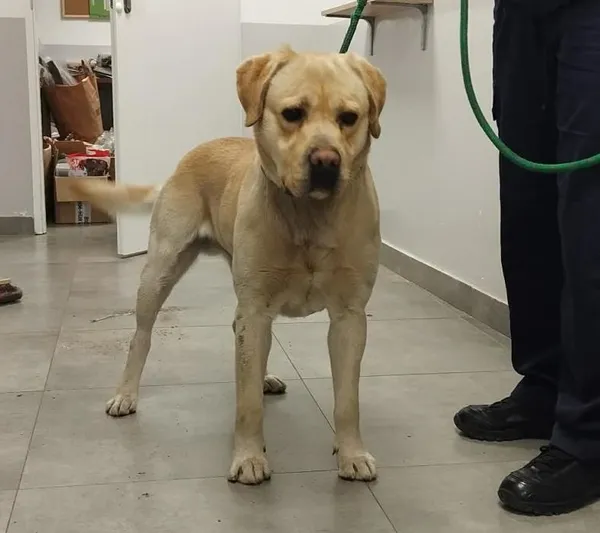 Znaleziono psa, Toruń, 23 grudnia 2025