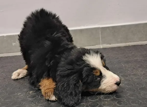 Znaleziono psa, Toruń, 21 grudnia 2025