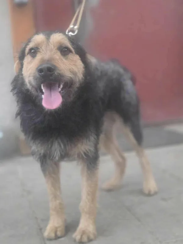 Pies do adopcji, Zgierz, 23 grudnia 2025 (1/3)