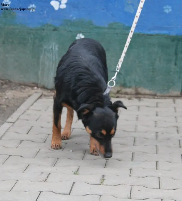 Pies do adopcji, Nowy Dwór Mazowiecki, 23 grudnia 2025 (4/5)
