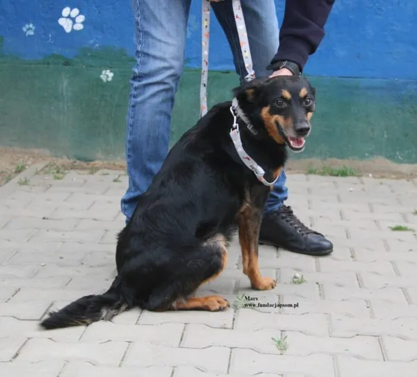 Pies do adopcji, Nowy Dwór Mazowiecki, 20 kwietnia 2026 (5/5)