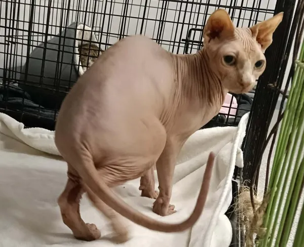 Znaleziono kota, Toruń, 20 grudnia 2025