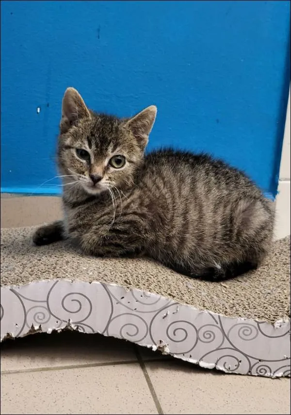 Znaleziono kota, Grudziądz, 26 października 2025