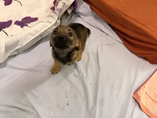 Pies do adopcji, Kraków, 22 grudnia 2025