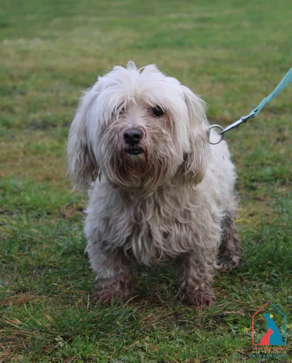 Pies do adopcji, Grudziądz, 10 grudnia 2025