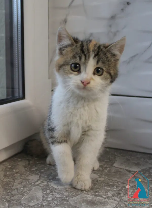 Kot do adopcji, Grudziądz, 11 listopada 2025