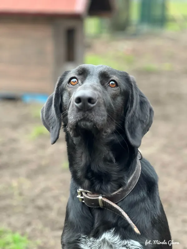 Pies do adopcji, Bydgoszcz, 24 grudnia 2025 (2/4)
