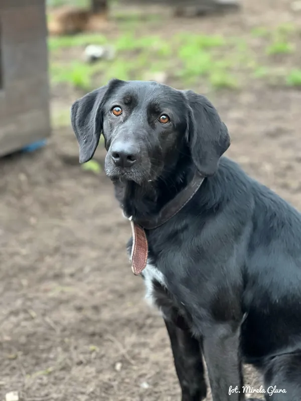 Pies do adopcji, Bydgoszcz, 24 grudnia 2025 (3/4)