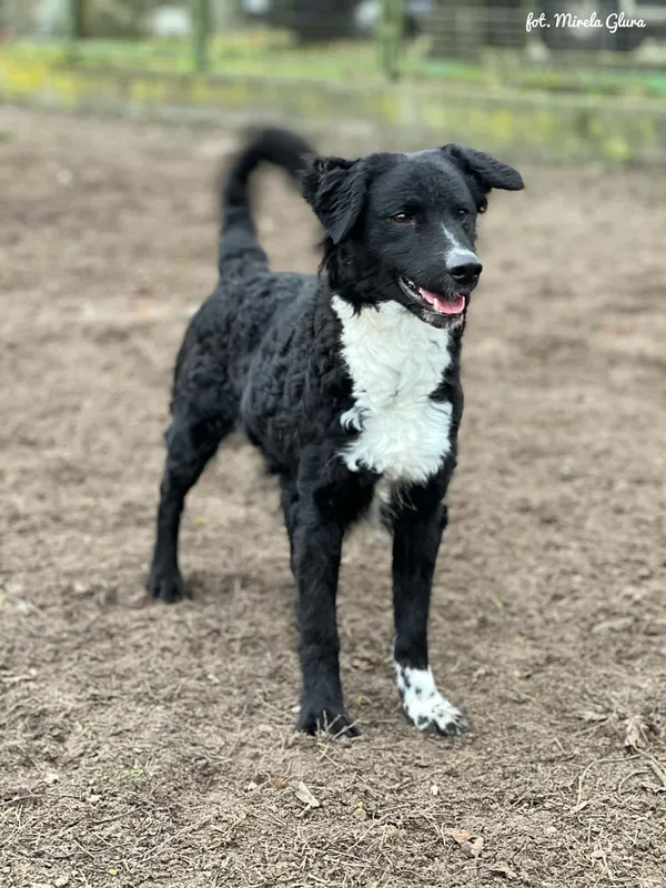 Pies do adopcji, Bydgoszcz, 24 grudnia 2025 (1/5)