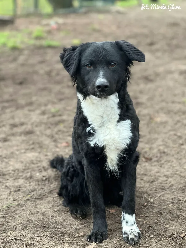 Pies do adopcji, Bydgoszcz, 24 grudnia 2025 (2/5)