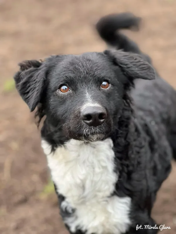 Pies do adopcji, Bydgoszcz, 24 grudnia 2025 (3/5)