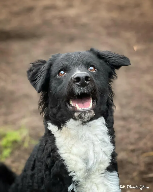 Pies do adopcji, Bydgoszcz, 24 grudnia 2025 (4/5)