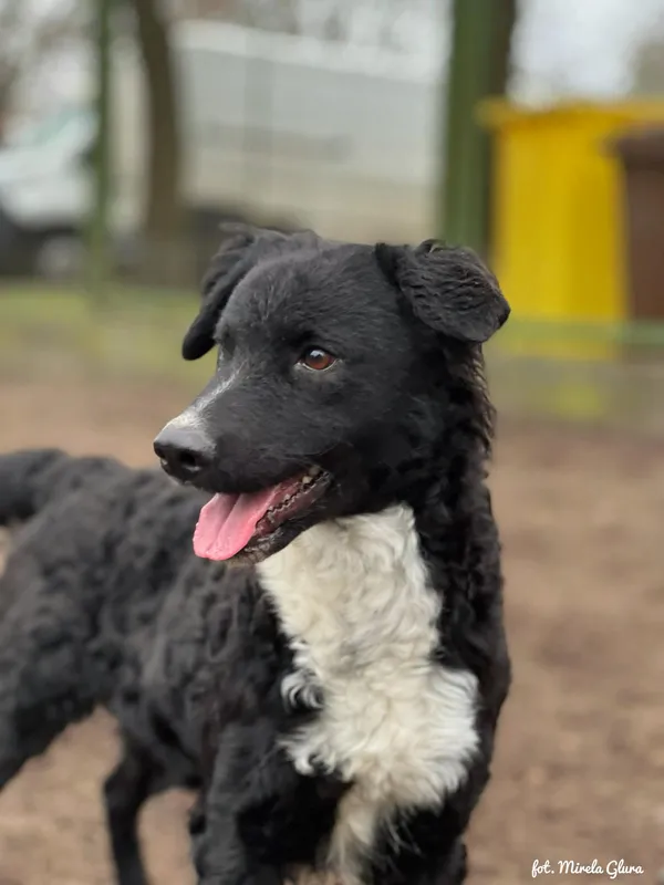 Pies do adopcji, Bydgoszcz, 24 grudnia 2025 (5/5)