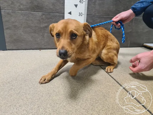 Znaleziono psa, Chełmek, 23 grudnia 2025