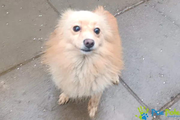 Znaleziono psa, Racławice, 18 grudnia 2025 (2/3)