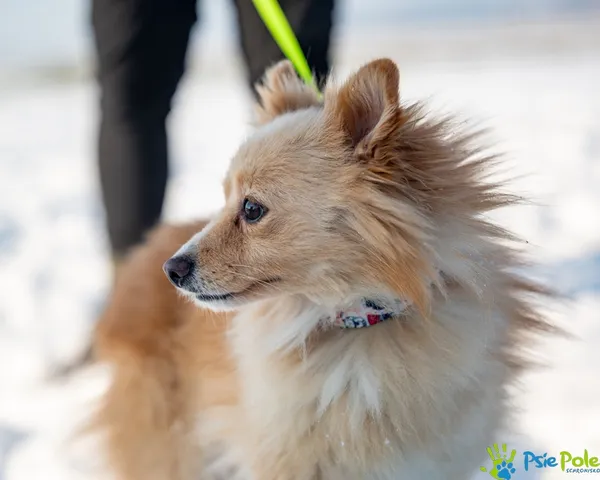 Znaleziono psa, Racławice, 18 grudnia 2025 (2/5)