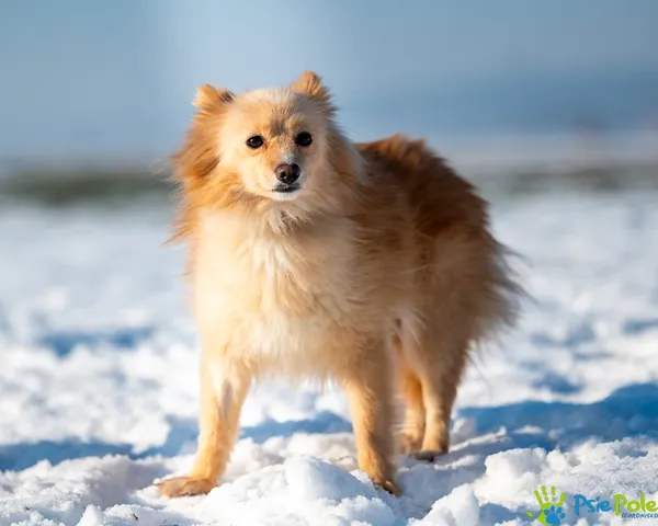 Znaleziono psa, Racławice, 18 grudnia 2025 (4/5)