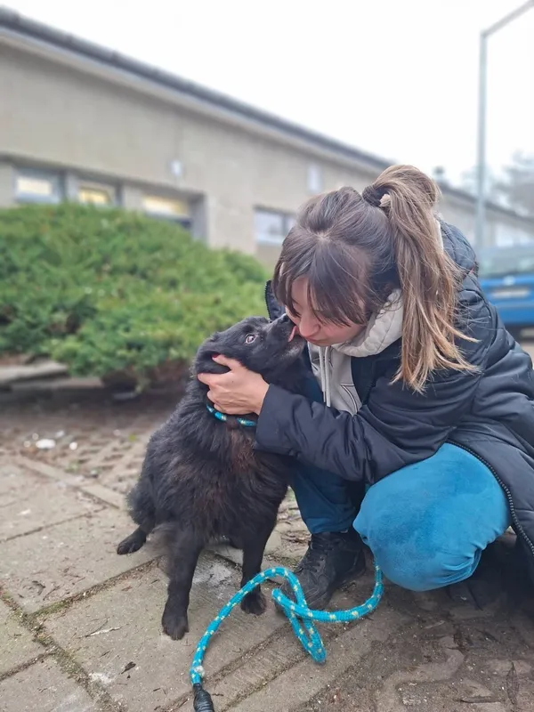 Pies do adopcji, Radom, 24 grudnia 2025 (3/5)