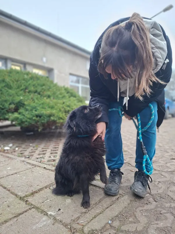 Pies do adopcji, Radom, 24 grudnia 2025 (5/5)