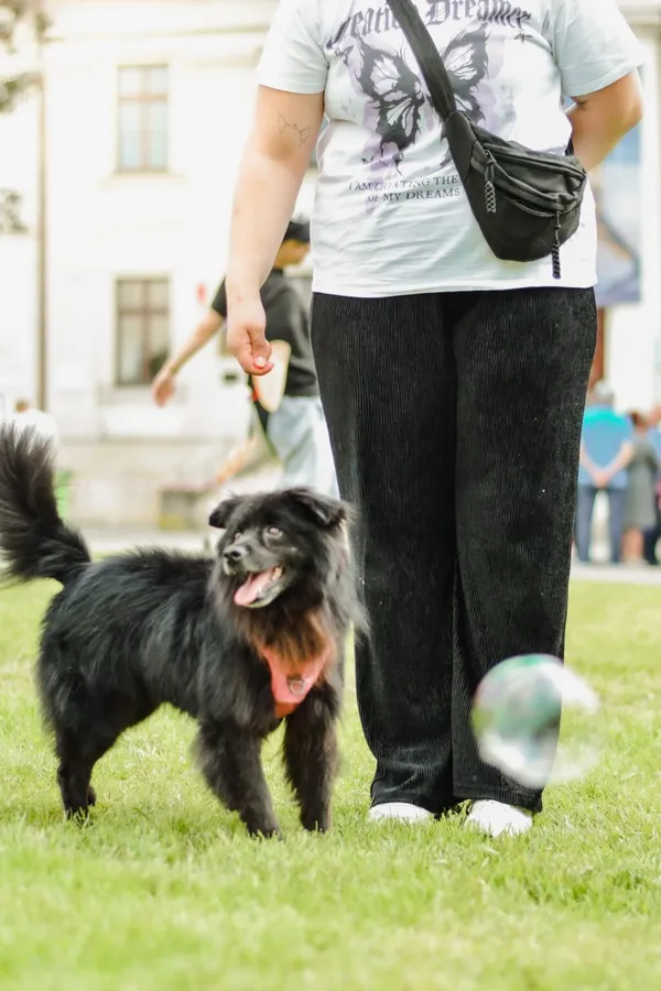 Pies do adopcji, Radom, 30 maja 2026 (5/5)