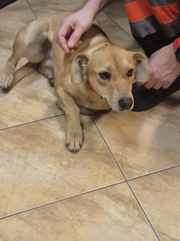 Znaleziono psa, Krzemień Pierwszy, 24 grudnia 2025