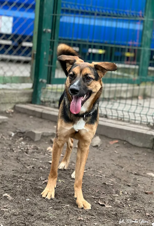 Pies do adopcji, Bydgoszcz, 24 grudnia 2025 (1/4)