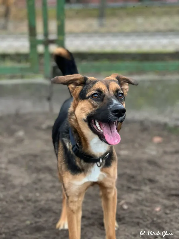 Pies do adopcji, Bydgoszcz, 24 grudnia 2025 (3/4)