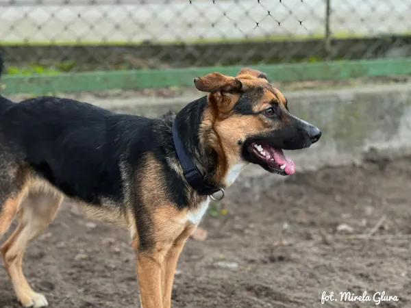 Pies do adopcji, Bydgoszcz, 24 grudnia 2025 (4/4)