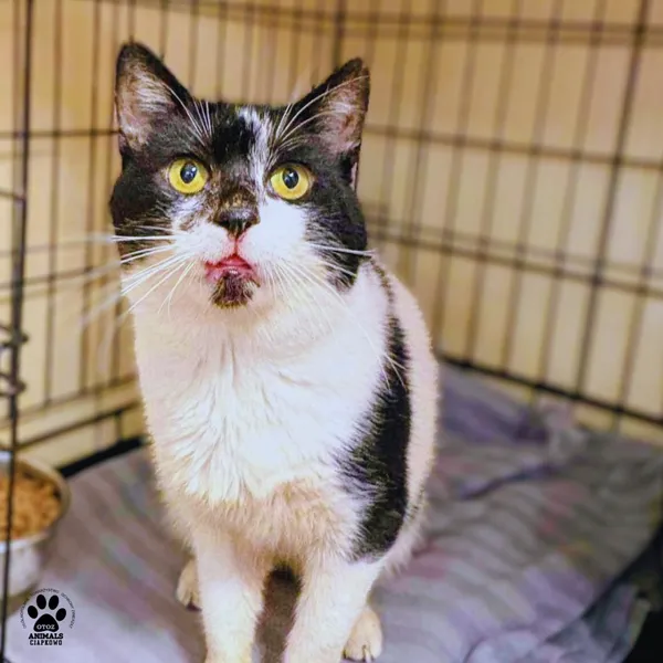 Kot do adopcji, Gdynia, 24 grudnia 2025 (3/3)