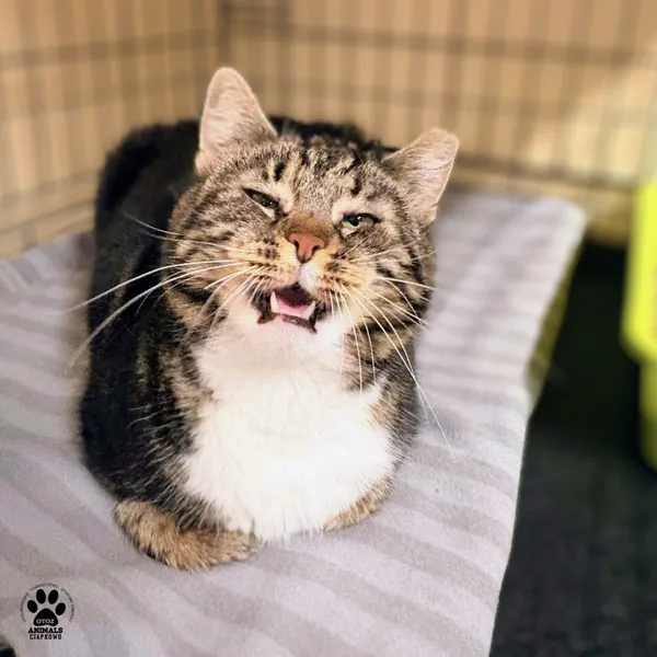 Kot do adopcji, Gdynia, 24 grudnia 2025 (2/3)