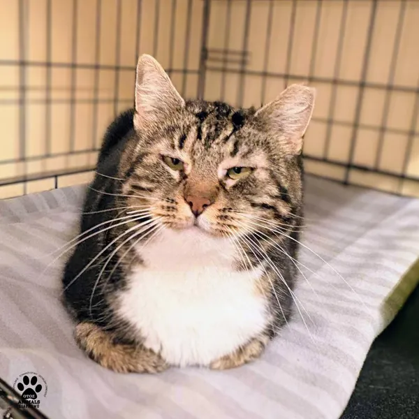 Kot do adopcji, Gdynia, 24 grudnia 2025 (3/3)