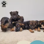 Znaleziono psa