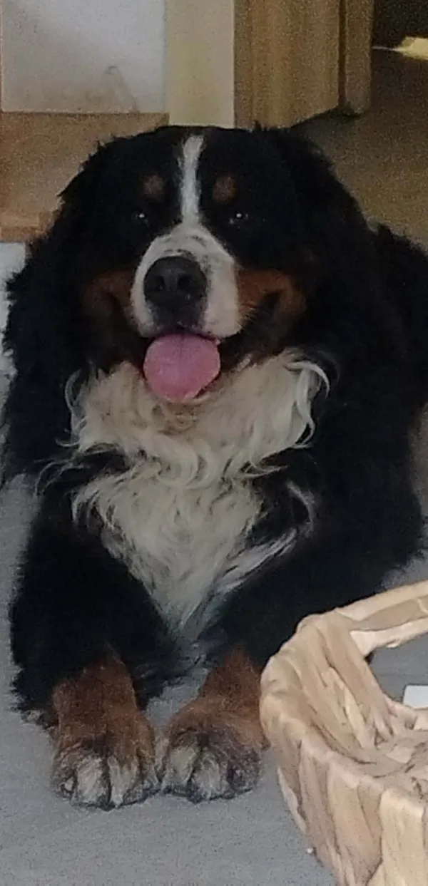 Zaginął pies, Łódź, 24 grudnia 2025