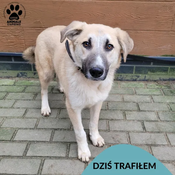 Znaleziono psa, Gdynia, 21 grudnia 2025