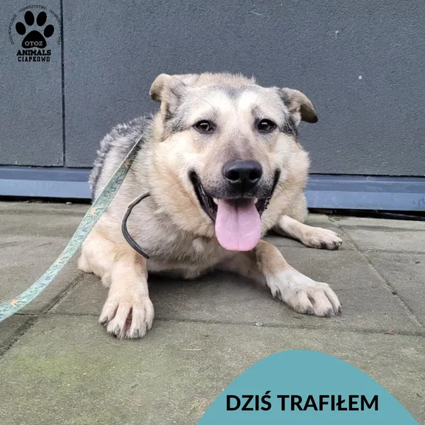 Znaleziono psa, Gdynia, 18 grudnia 2025