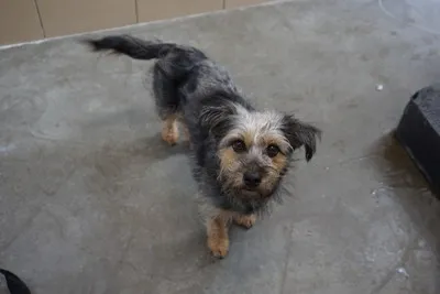 Pies do adopcji, Kraków, 10 grudnia 2025