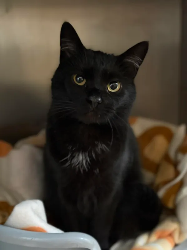 Kot do adopcji, Bydgoszcz, 25 grudnia 2025 (1/3)