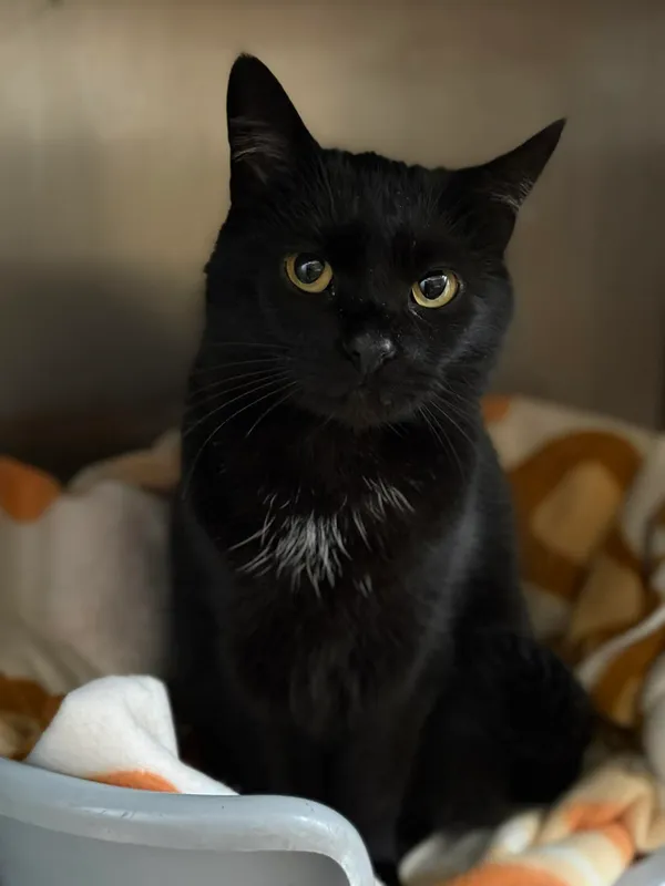 Kot do adopcji, Bydgoszcz, 25 grudnia 2025 (2/3)